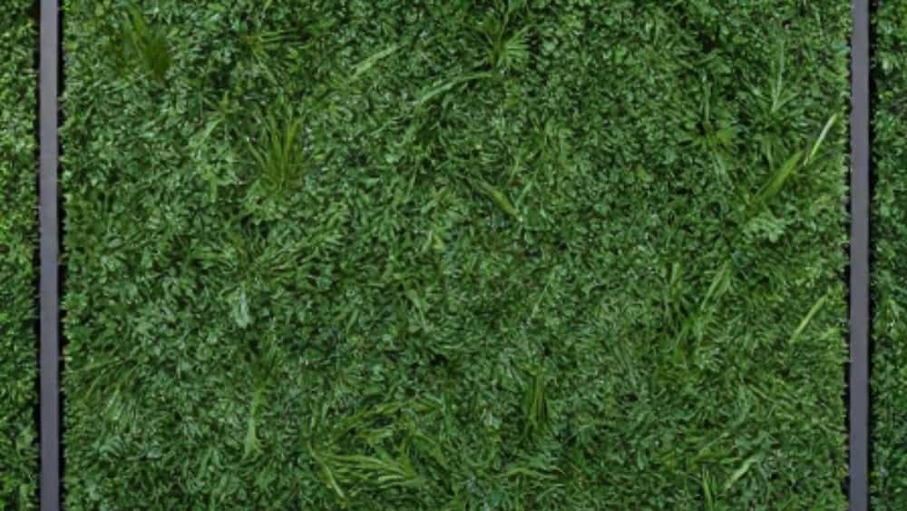 Buying an artificial hedge in Sabzevar, professional installation and execution